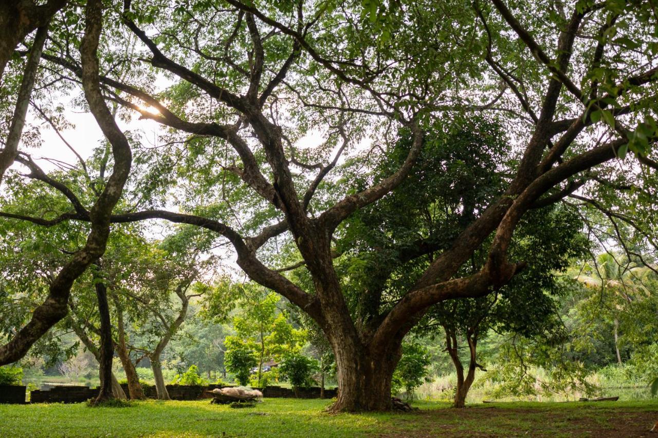 The Nest Thattekad Thattakād 外观 照片